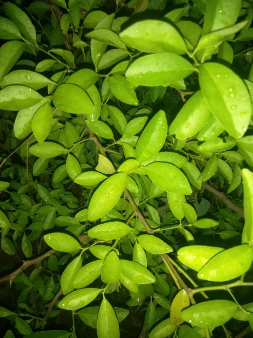 What are qualities of a vision and a&nbsp;visionary?